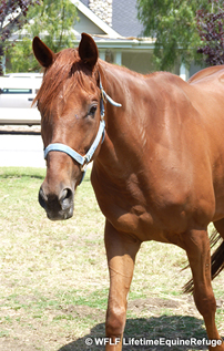 WFLF Shelter Program saves lives